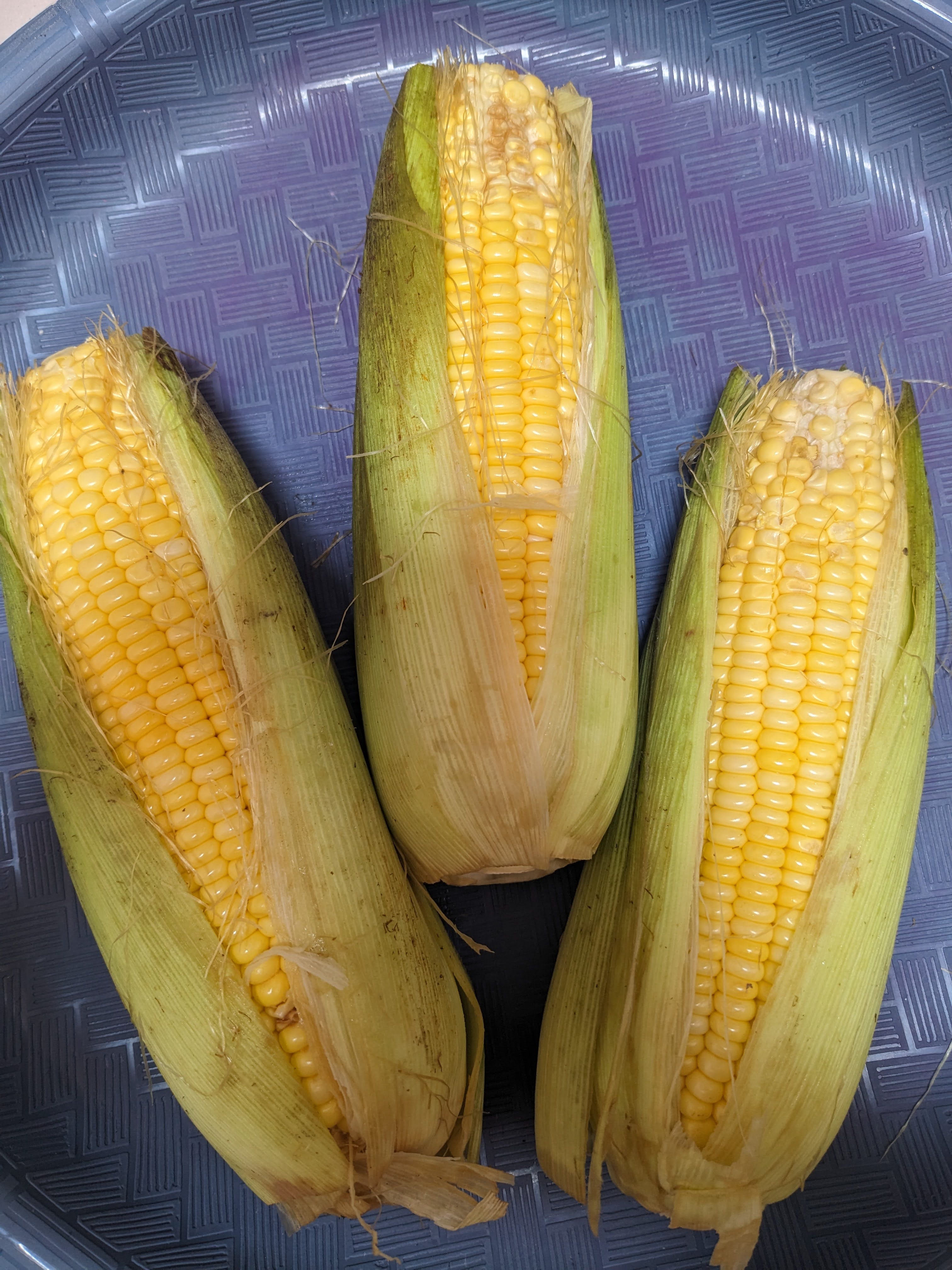 JAGUNG MANIS