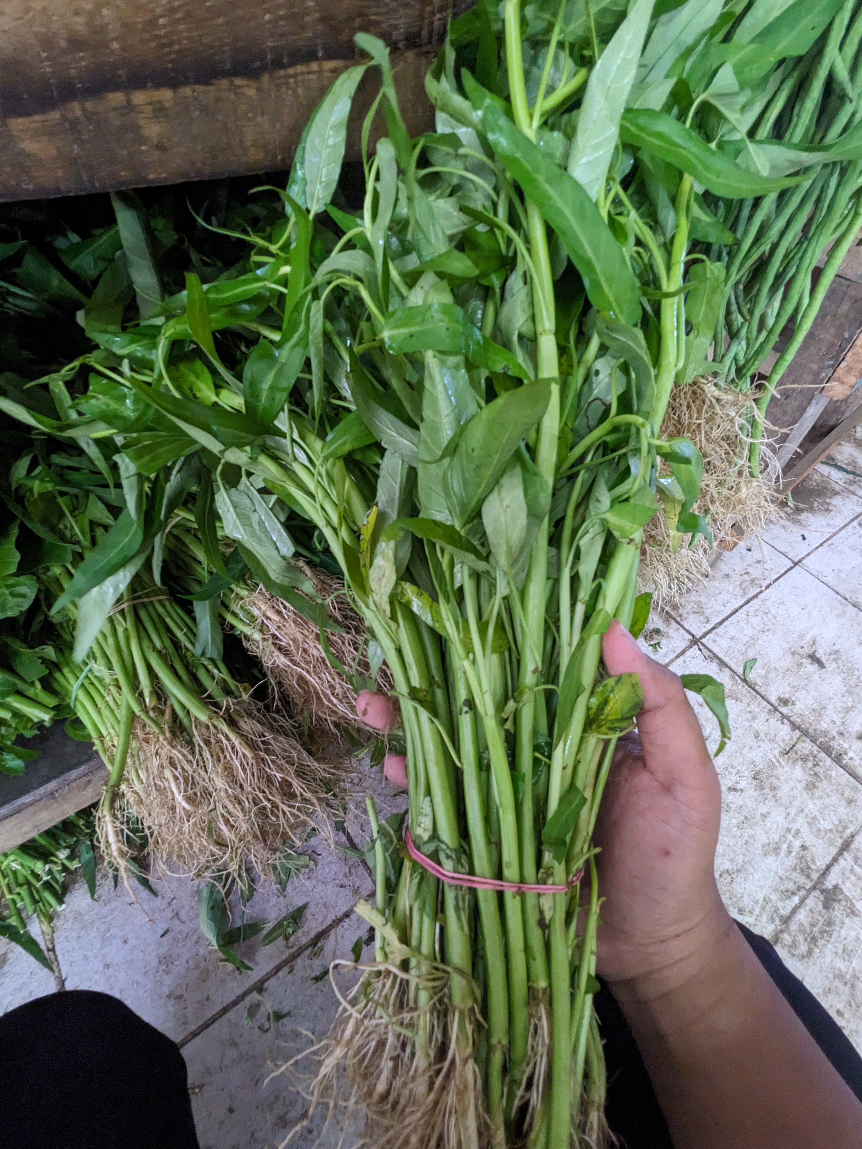 KANGKUNG