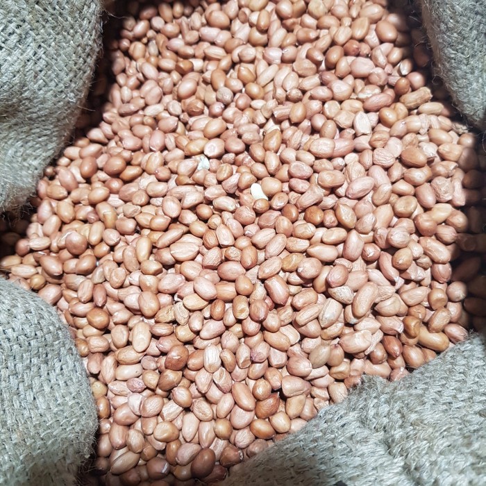 KACANG TANAH 